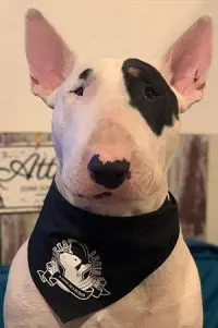 Bandana pour Chien !!!